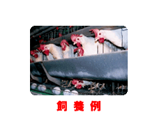 飼養例