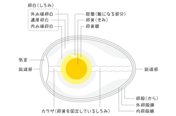 たまごの構造のしくみは？