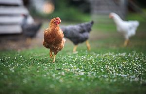 【無断転載禁止】鶏鳴新聞2021年5月25日号　経営体数は採卵鶏、ブロイラーとも減少　2020年農林業センサス  採卵鶏飼養羽数は増加、ブロイラーの年間出荷羽数は減少