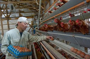 【無断転載禁止】鶏鳴新聞2021年9月25日号　　国内侵入リスク高い　今秋の鳥インフルエンザシーズン
