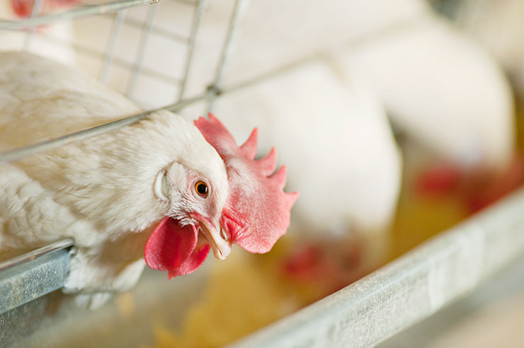 【無断転載禁止】鶏鳴新聞2022年6月5日号　　飼料高騰が経営圧迫　養鶏関係者も強い危機感