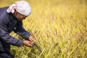 【無断転載禁止】鶏鳴新聞2021年11月5日号　　作付面積は過去最大の11.6万ヘクタール　令和3年産飼料用米