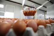 【無断転載禁止】鶏鳴新聞2021年12月15日号　　10月輸入　タイ産鶏肉は不安定続く、マレーシアの殻付卵21トン