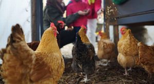 【無断転載禁止】鶏鳴新聞2021年7月25日号　　成鶏めすは0.8％減の1億4065万羽　令和3年2月1日現在の畜産統計