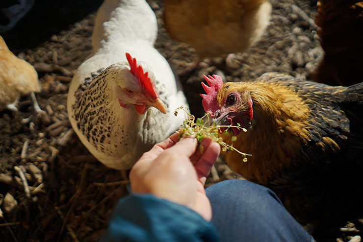 【無断転載禁止】鶏鳴新聞2021年8月25日号　　採卵用めす2.9％減  ブロイラー用0.8％増　令和3年上期え付け羽数