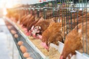 【無断転載禁止】鶏鳴新聞2020年9月5日号　令和2年上半期配合飼料出荷量　~育すう用0.2％増、成鶏用0.3％減、ブロイラー用0.6％増~