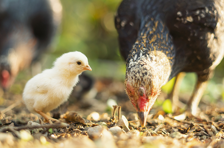 鶏は生まれてから何日くらいでたまごを産むの？