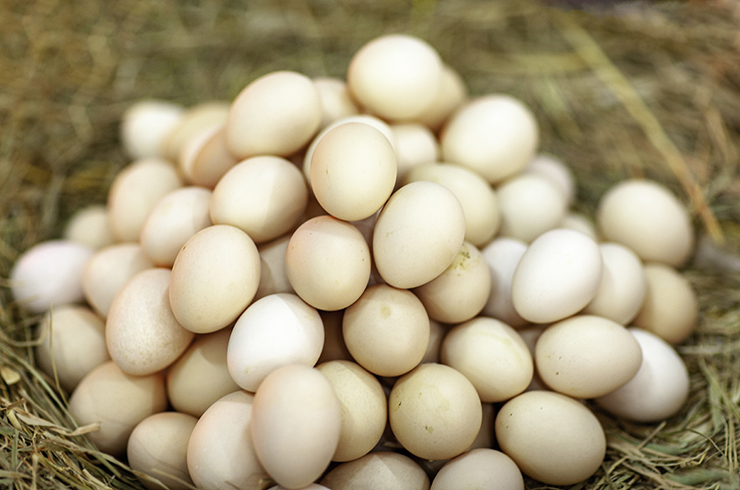 鶏が一日に産めるたまごはいくつ？