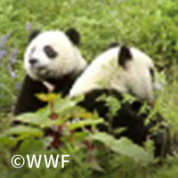 WWFへの<br />
協賛について