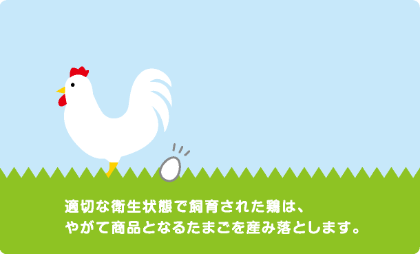 適切な衛生状態で飼育された鶏は、やがて商品となるたまごを産み落とします。