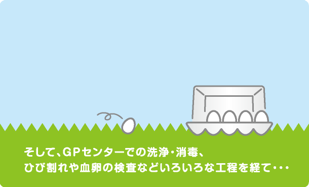 そして、GPセンターでの洗浄・消毒、ひび割れや血卵の検査などいろいろな工程を経て…