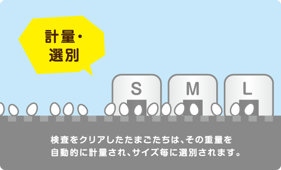 計量・選別　検査をクリアしたたまごたちは、その重量を自動的に計量され、サイズ毎に選別されます。