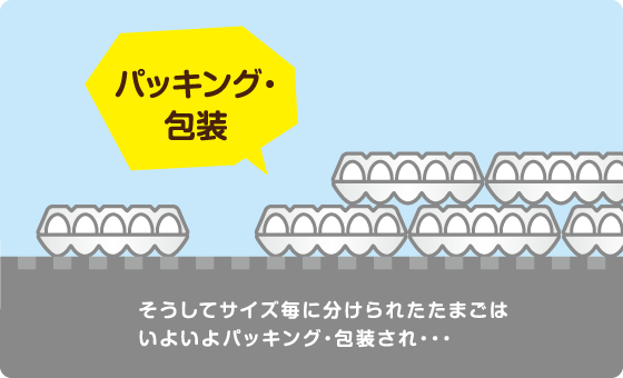 パッキング・包装　そうしてサイズ毎に分けられたたまごはいよいよパッキング・包装され・・・