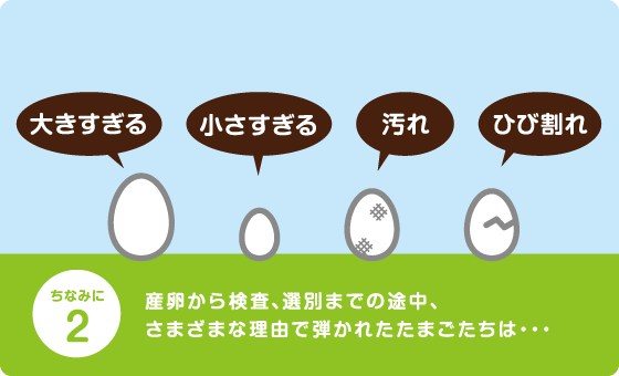 産卵から検査、選別までの途中、さまざまな理由で弾かれたたまごたちは・・・