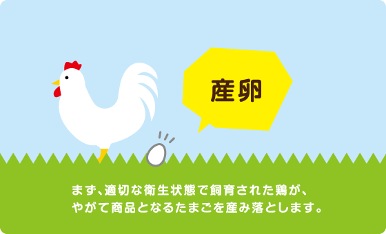 産卵　まず、適切な衛生状態で飼育された鶏が、やがて商品となるたまごを産み落とします。