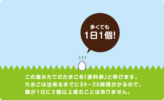 多くても1日1個　この産みたてのたまごを「原料卵」と呼びます。たまごは出来るまでに24〜25時間かかるので、鶏が１日に２個以上産むことはありません。