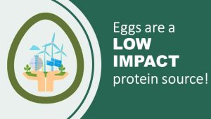 【無断転載禁止】鶏鳴新聞2020年10月5日号　IECが卵の持続可能性でニュースリリース